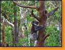 Koala není z nemocnice ale jeden divoký „čipera“.