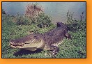 Krokodýl slanovodní