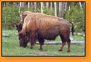 Opelichaný bizon